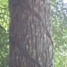 A chiclet tree, the diagonal cuts were used to collect the sappy substance used to make gum