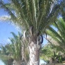 Cohoon Palms