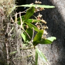 An orchid growing in the trees