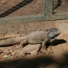 An iguana sunning himself