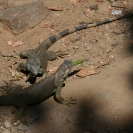 A couple iguanas arguing over lunch