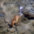 Lobster in the water at the iguana farm