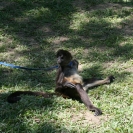 A very relaxed monkey