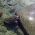 Turtle in the water at the iguana farm