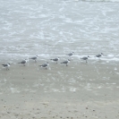A collection of some sort of seabird