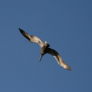 Pelican flying over Galveston