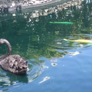 Black swan in the pond at the Caribe Hilton