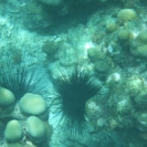 Some sea urchins