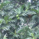 Breadfruit growing in a breadfruit tree