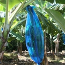 Bananas bagged to protect them while growing