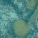 Some brain coral near some fan coral