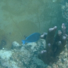 A fish swimming near the fan coral