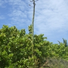 A century plant with it's tall center stalk