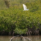A Great White Egret in flight