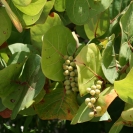 Unripe grapes on the grape bush