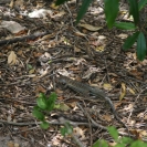 A lizard on Great Bird Island