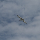 A frigate bird passing overhead