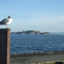 Alcatraz behind a seagull
