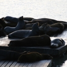 Sea lions at Pier 39