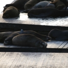 Sea lions sleeping in the sun near Pier 39