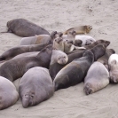 A pile of elephant seals