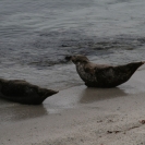 Harbour seals near the water in Pacific Grove
