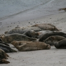 Harbour seals on the beach
