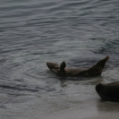 Harbour seal entering the water