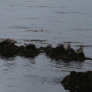 Several harbour seals perched on rocks