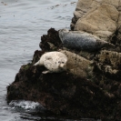 A couple of harbour seals on the rocks