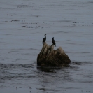 A couple of cormorants sitting on the rocks