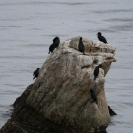 A rock covered with cormorants