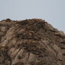 Closer shot of the sea lions on Bird Rock