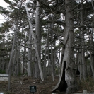 Monterey Cypress Trees in the Crocker Grove