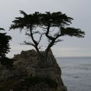 Pebble Beach's Lone Cypress Tree