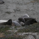 Elephant seals at the Piedras Blancas rookery