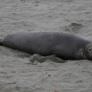 A male elephant seal sprawled in the sand