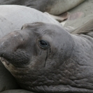 A closeup of one of the female elephant seals in the pile