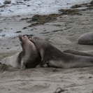 An elephant seal takes a bite out of another