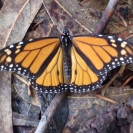 One of the solitary monarch butterflies on the ground