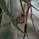 A lone monarch butterfly on a tree