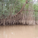 Mangroves along the river edge