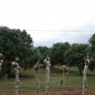 Some interesting fence posts