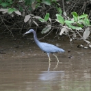 A blue heron walking in the shallows