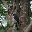 A mangrove black hawk