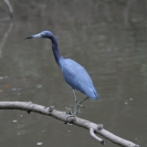 Blue heron walking on a stick