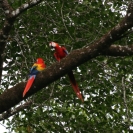 Scarlet macaws way up in the trees