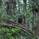 Another mangrove black hawk
