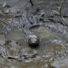 A small crocodile hiding in the mud