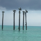 Pelicans standing on some posts at the beach